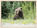 Roadside Bear - Print