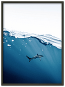 Shark Near Surface - Print