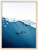 Shark Near Surface - Print