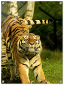 Stretching Tiger - Print