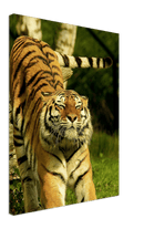 Stretching Tiger - Print