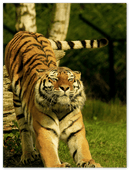 Stretching Tiger - Print