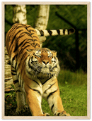 Stretching Tiger - Print
