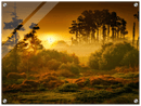 Sunset Forest - Print