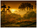 Sunset Forest - Print