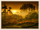 Sunset Forest - Print