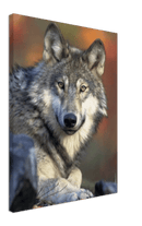 Wolf - Print