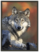 Wolf - Print