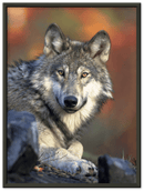 Wolf - Print