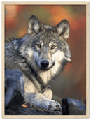 Wolf - Print