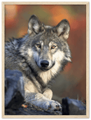 Wolf - Print