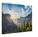 Yosemite Forest - Print
