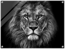 Lion Head Print Metal Wall Art – Wildlife Majestic Animal Wall Decor