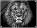 Lion Head Print Metal Wall Art – Wildlife Majestic Animal Wall Decor