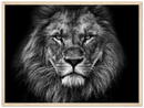 Lion Head Print Metal Wall Art – Wildlife Majestic Animal Wall Decor