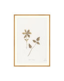 Wild Flowers I