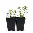 Hummingbird Garden Live Plant Landscape Kit | Prairie Legacy Inc.