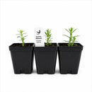 Rain Garden Live Plant Landscape Kit | Prairie Legacy Inc.