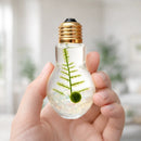 Light Bulb Terrarium with Nano Marimo Moss Ball Pet