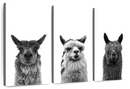 Trio Alpaca Wall Art