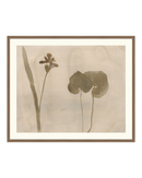 Botanical Thoughts II