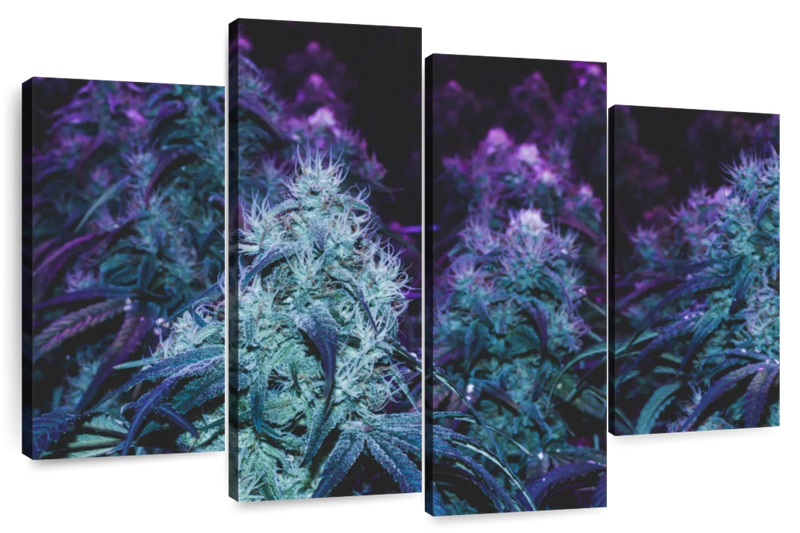 Flowering Purple Cannabis Wall Art