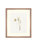 Wild Flowers II