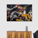 Abundant Koi Fish Wall Art