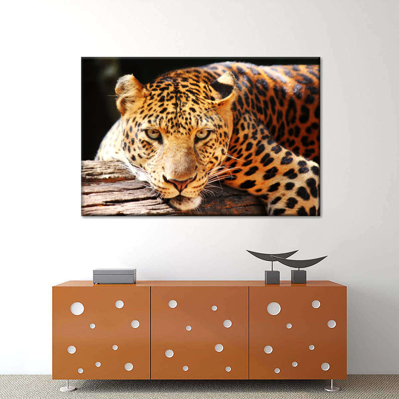 Leopard Gaze Wall Art