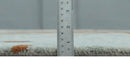 Modern 6x9 Gray, Ivory and Brown Abstract Hand Tufted Wool Area Rug