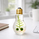 Light Bulb Terrarium with Nano Marimo Moss Ball Pet