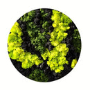 Moss Wall Art