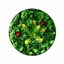 Moss Wall Art