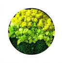 Moss Wall Art