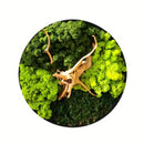Moss Wall Art