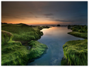 Mossy Beach - Print