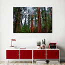 Vibrant Redwood Wall Art