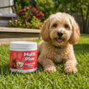 Complete Wellness Soft Chew Bundle | LivHerbals, Inc.