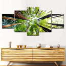 Ancient California Redwood Wall Art