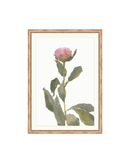 Single Rose