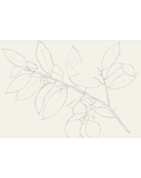 Lemon Branch Drawing