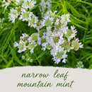 Mini Native Tall Salt & Clay Seed Mix | Prairie Legacy Inc.