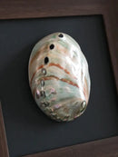 DecorBites™ Conch Shell Decorative Painting Frame Pendant Wall Ornaments