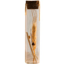 Natural Dried Flower in Glass Tube Randomly Picked Set of 5