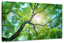 Tree Canopy Sunshine Wall Art