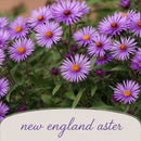 Backyard Salt & Clay Wildflower XL Bundle | Tall & Short Mini Mixes and Petite Clay Tolerant | Prairie Legacy Inc.