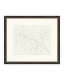 Lemon Branch Drawing