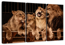 Pride Of Lions Wall Art