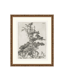 Pine Etchings 2
