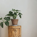 Nunu Coffee Table